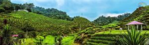 Cameron Highland-Tea Farms-Malaysia