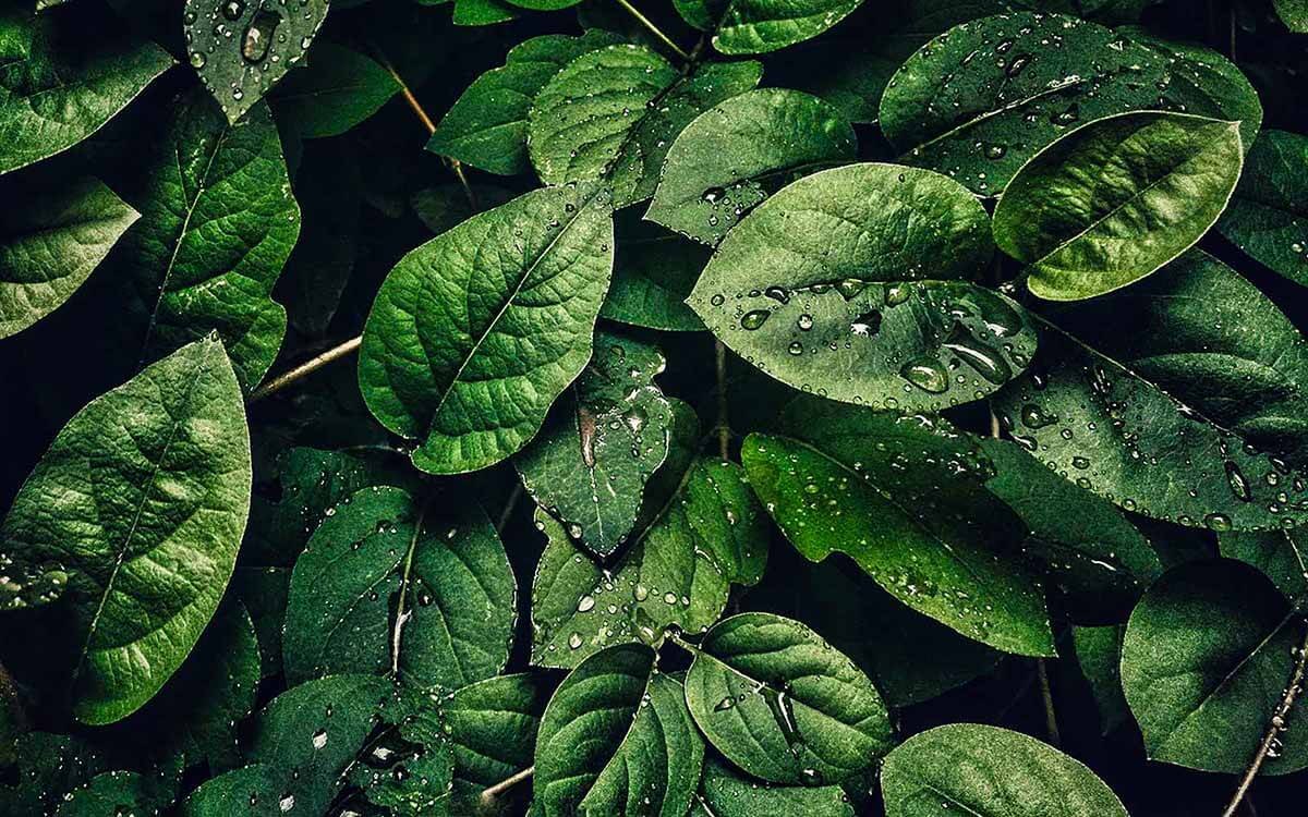 Green Leaves